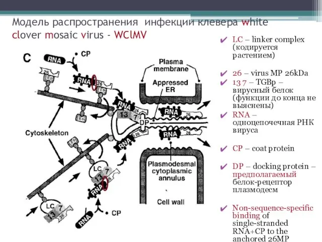 Модель распространения инфекции клевера white clover mosaic virus - WClMV LC –