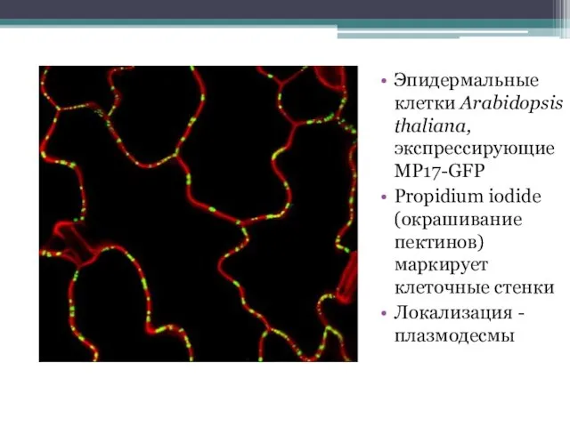 Эпидермальные клетки Arabidopsis thaliana, экспрессирующие MP17-GFP Propidium iodide (окрашивание пектинов) маркирует клеточные стенки Локализация - плазмодесмы