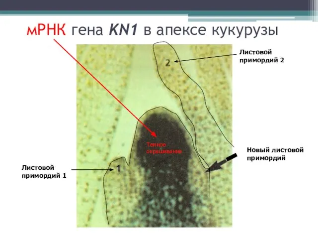 мРНК гена KN1 в апексе кукурузы Листовой примордий 1 Листовой примордий 2