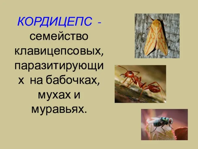 КОРДИЦЕПС - семейство клавицепсовых, паразитирующих на бабочках, мухах и муравьях.