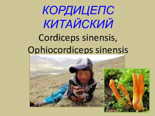 КОРДИЦЕПС КИТАЙСКИЙ Cordiceps sinensis, Ophiocordiceps sinensis