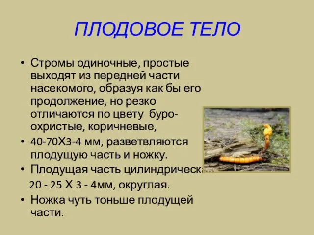 ПЛОДОВОЕ ТЕЛО Стромы одиночные, простые выходят из передней части насекомого, образуя как