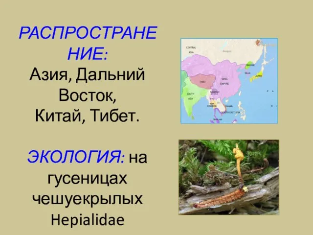 РАСПРОСТРАНЕНИЕ: Азия, Дальний Восток, Китай, Тибет. ЭКОЛОГИЯ: на гусеницах чешуекрылых Hepialidae