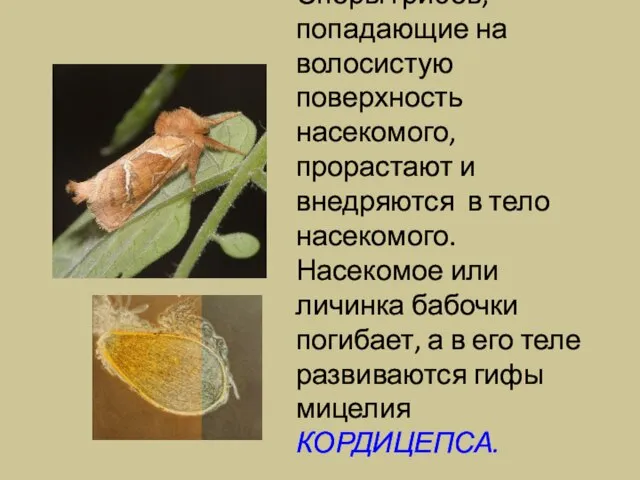Споры грибов, попадающие на волосистую поверхность насекомого, прорастают и внедряются в тело