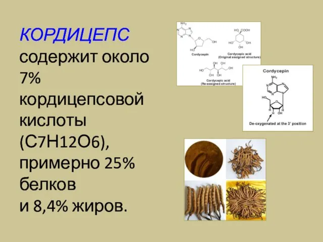 КОРДИЦЕПС содержит около 7% кордицепсовой кислоты (С7Н12О6), примерно 25% белков и 8,4% жиров.