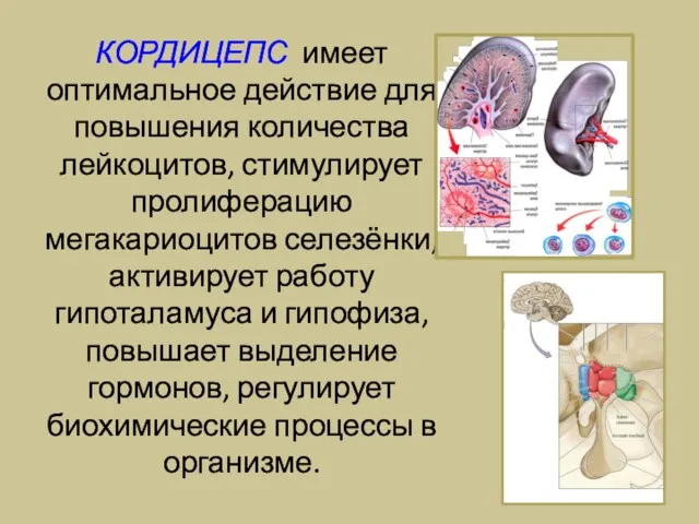 КОРДИЦЕПС имеет оптимальное действие для повышения количества лейкоцитов, стимулирует пролиферацию мегакариоцитов селезёнки,