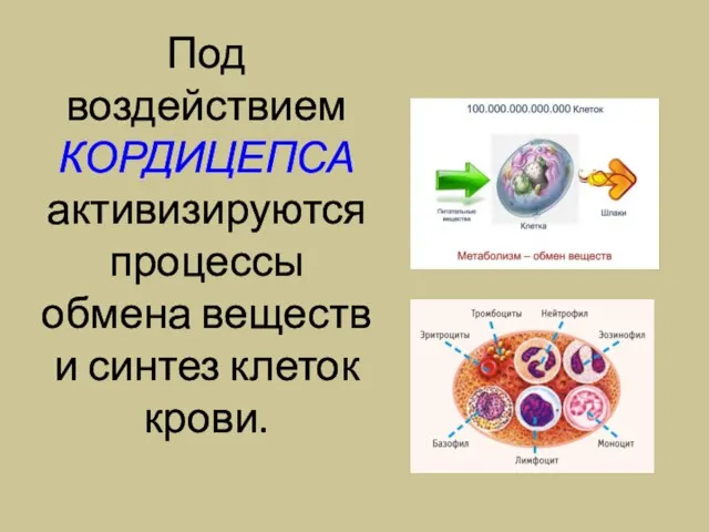 Под воздействием КОРДИЦЕПСА активизируются процессы обмена веществ и синтез клеток крови.