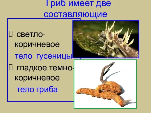 Гриб имеет две составляющие светло-коричневое тело гусеницы гладкое темно-коричневое тело гриба