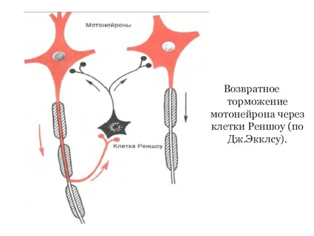 Возвратное торможение мотонейрона через клетки Реншоу (по Дж.Экклсу).