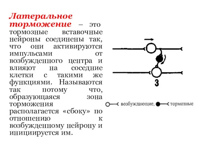 Латеральное торможение – это тормозные вставочные нейроны соединены так, что они активируются