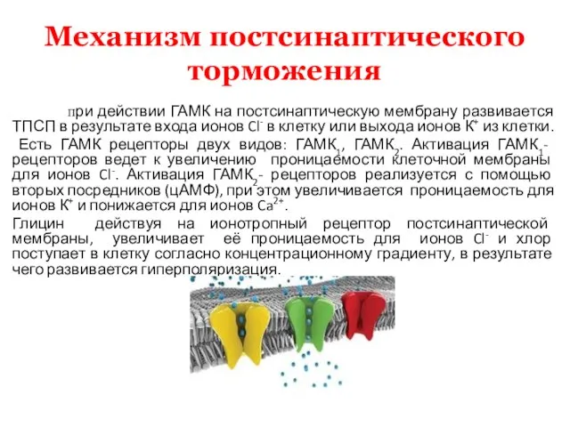 Механизм постсинаптического торможения При действии ГАМК на постсинаптическую мембрану развивается ТПСП в