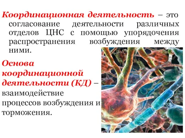 Координационная деятельность – это согласование деятельности различных отделов ЦНС с помощью упорядочения