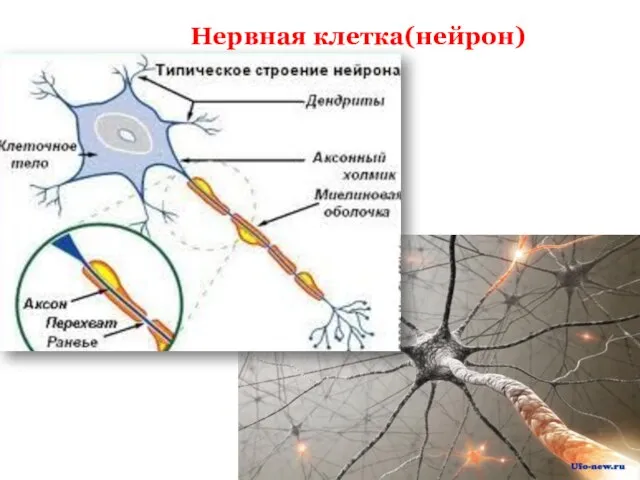 Нервная клетка(нейрон)