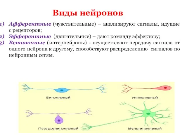 Виды нейронов Афферентные (чувствительные) – анализируют сигналы, идущие с рецепторов; Эфферентные (двигательные)