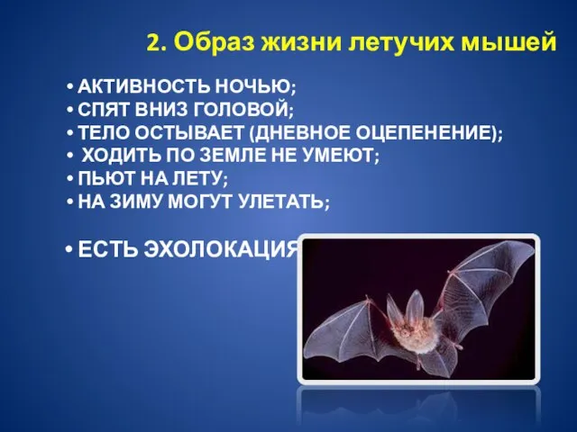 2. Образ жизни летучих мышей АКТИВНОСТЬ НОЧЬЮ; СПЯТ ВНИЗ ГОЛОВОЙ; ТЕЛО ОСТЫВАЕТ