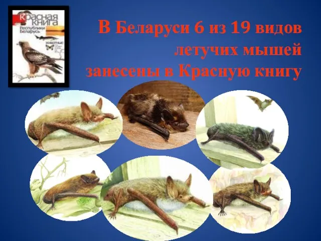 В Беларуси 6 из 19 видов летучих мышей занесены в Красную книгу