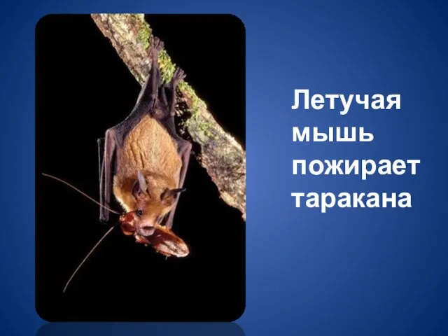 Летучая мышь пожирает таракана