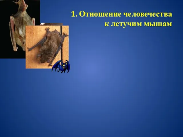 1. Отношение человечества к летучим мышам