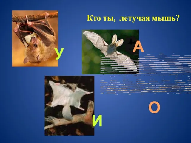 Кто ты, летучая мышь? У