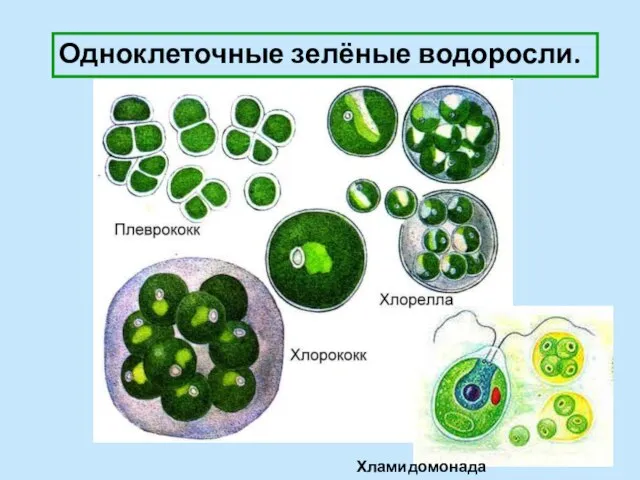 Одноклеточные зелёные водоросли. Хламидомонада