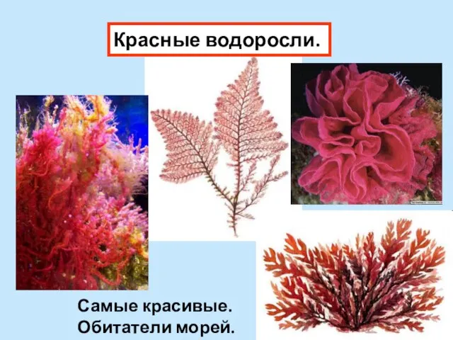 Красные водоросли. Самые красивые. Обитатели морей.