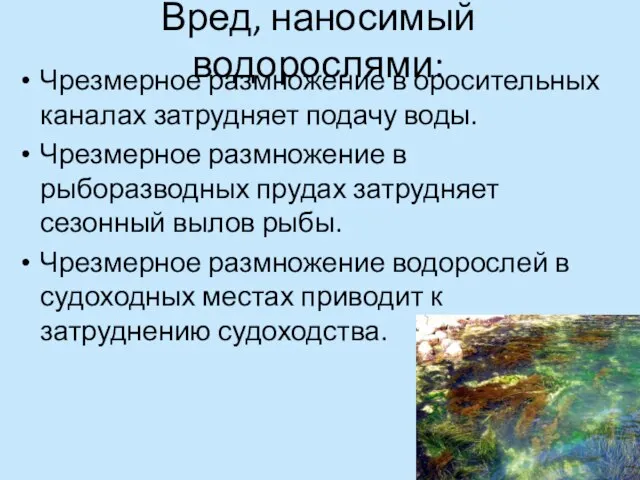 Вред, наносимый водорослями: Чрезмерное размножение в оросительных каналах затрудняет подачу воды. Чрезмерное