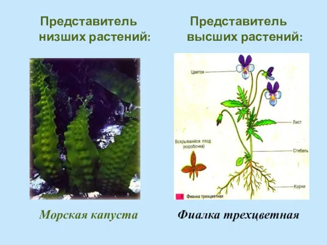 Представитель низших растений: Морская капуста Представитель высших растений: Фиалка трехцветная
