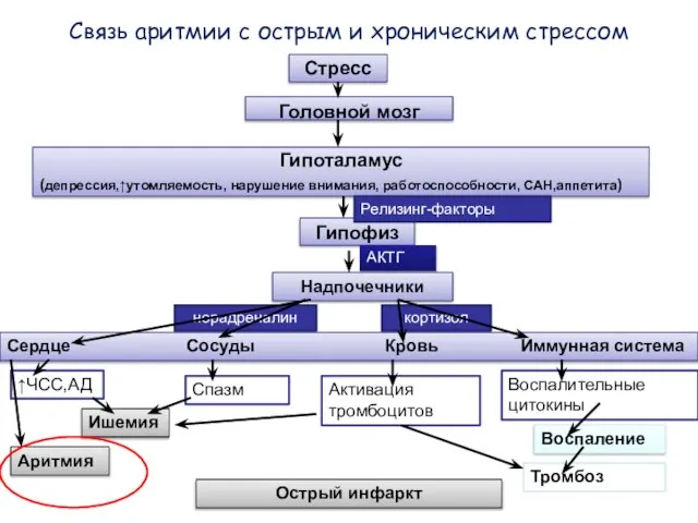 Связь аритмии с острым и хроническим стрессом Стресс Головной мозг Гипоталамус (депрессия,↑утомляемость,