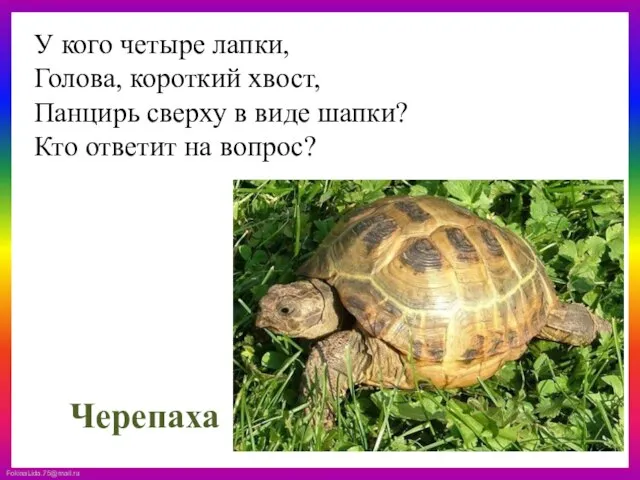 У кого четыре лапки, Голова, короткий хвост, Панцирь сверху в виде шапки?