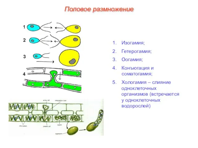 Изогамия; Гетерогамия; Оогамия; Конъюгация и соматогамия; Хологамия – слияние одноклеточных организмов (встречается