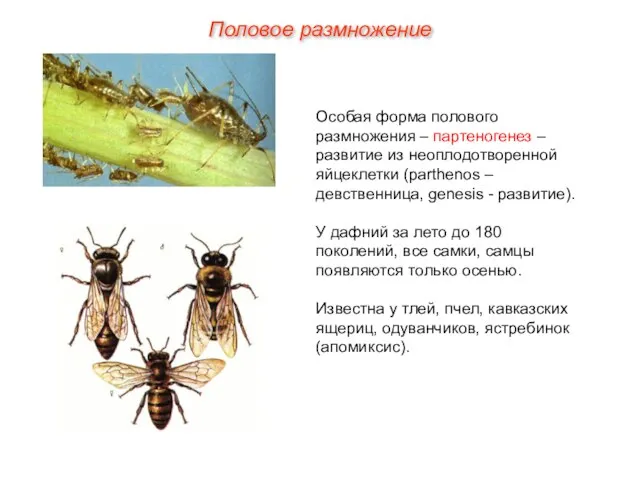 Особая форма полового размножения – партеногенез – развитие из неоплодотворенной яйцеклетки (parthenos