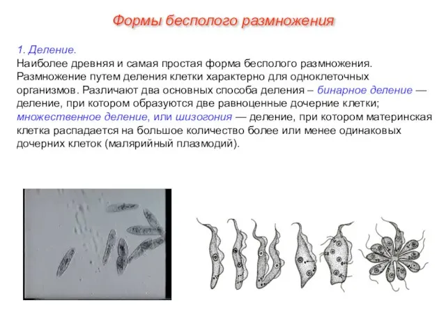 1. Деление. Наиболее древняя и самая простая форма бесполого размножения. Размножение путем