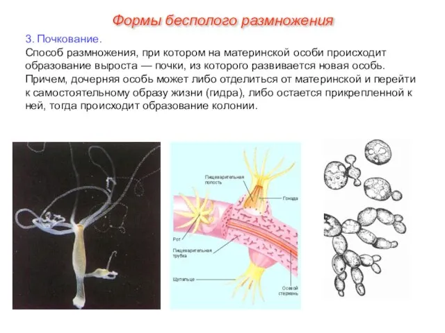 3. Почкование. Способ размножения, при котором на материнской особи происходит образование выроста