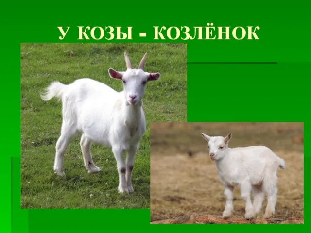 У КОЗЫ - КОЗЛЁНОК