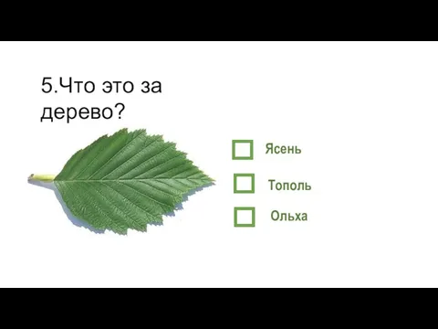 5.Что это за дерево? Ясень Тополь Ольха