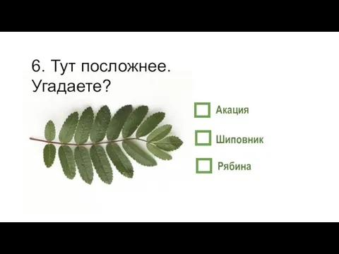 6. Тут посложнее. Угадаете? Рябина Шиповник Акация