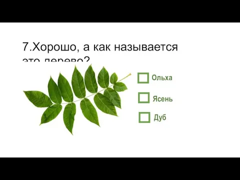 7.Хорошо, а как называется это дерево? Ольха Ясень Дуб