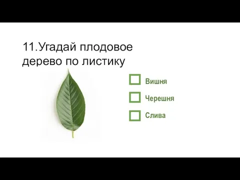 11.Угадай плодовое дерево по листику Вишня Черешня Слива