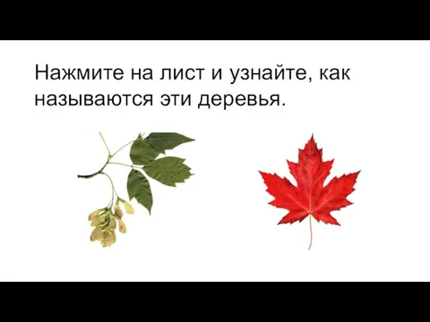 Нажмите на лист и узнайте, как называются эти деревья.