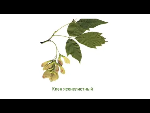 Клен ясенелистный