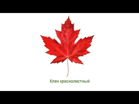 Клен краснолистный