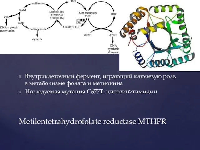 Внутриклеточный фермент, играющий ключевую роль в метаболизме фолата и метионина Исследуемая мутация