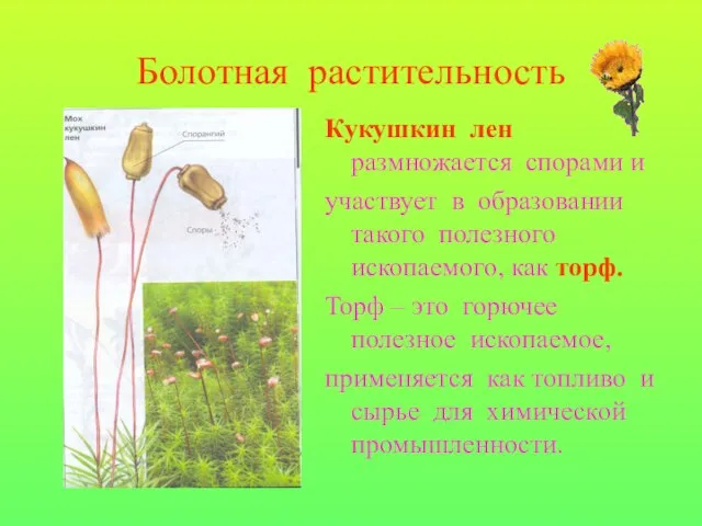 Болотная растительность Кукушкин лен размножается спорами и участвует в образовании такого полезного