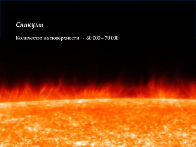 Спикулы Количество на поверхности ~ 60 000 – 70 000