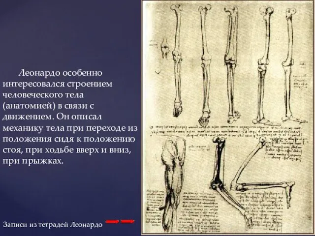 Леонардо особенно интересовался строением человеческого тела (анатомией) в связи с движением. Он