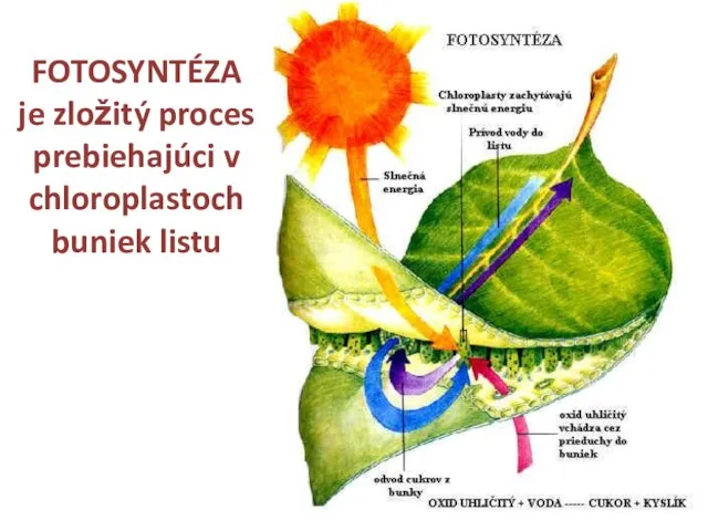FOTOSYNTÉZA je zložitý proces prebiehajúci v chloroplastoch buniek listu