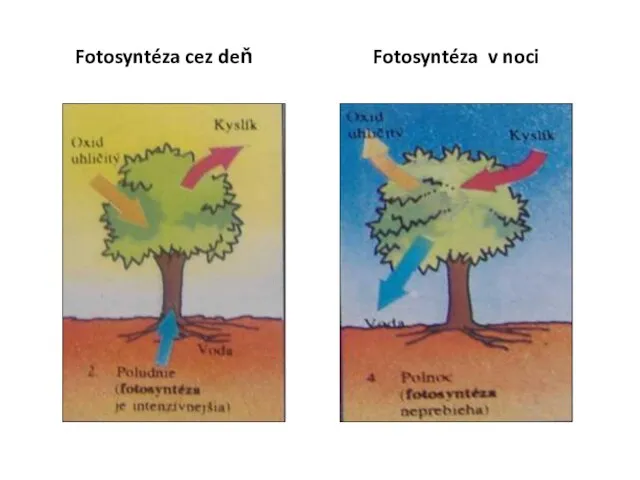 Fotosyntéza cez deň Fotosyntéza v noci