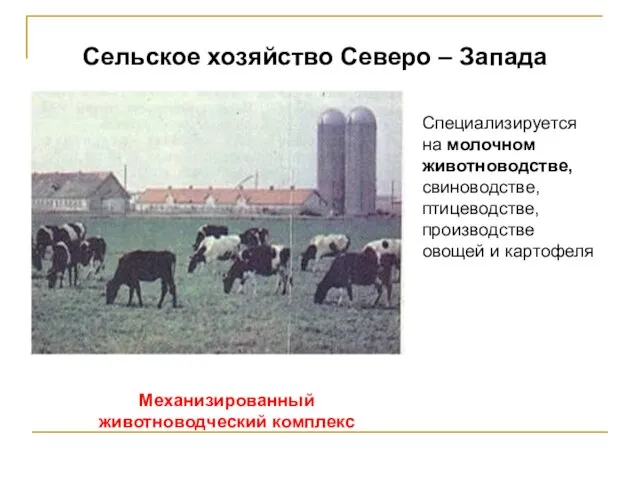 Сельское хозяйство Северо – Запада Специализируется на молочном животноводстве, свиноводстве, птицеводстве, производстве