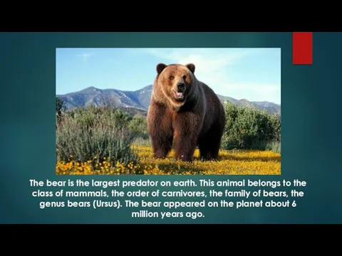 The bear is the largest predator on earth. This animal belongs to