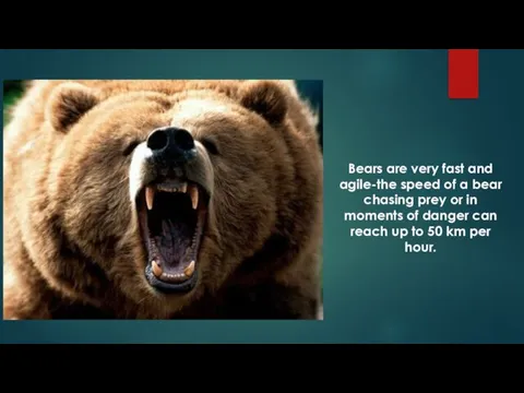 Bears are very fast and agile-the speed of a bear chasing prey